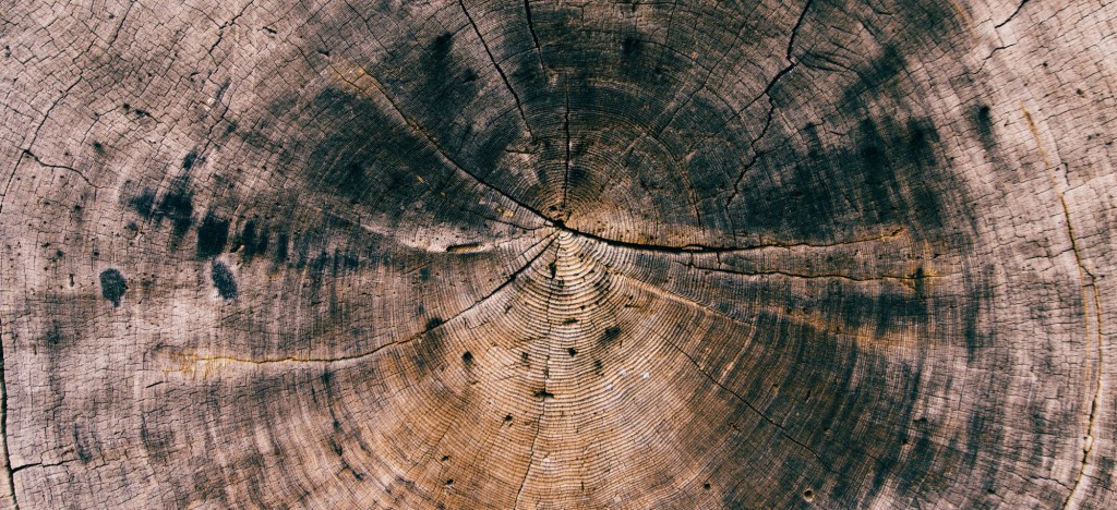 growth-rings_cropped